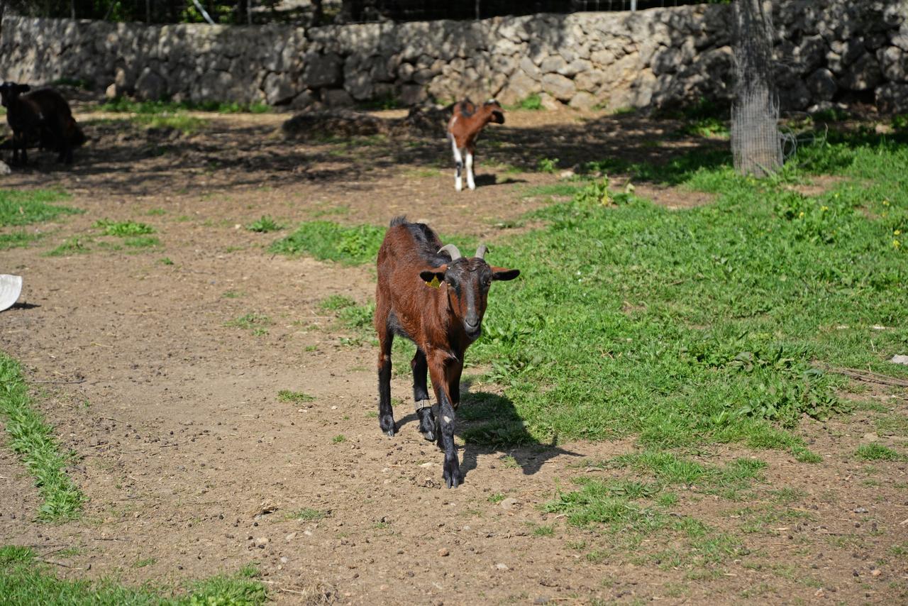 Отель Finca - Agroturisme Sa Parellada Бинибона Экстерьер фото